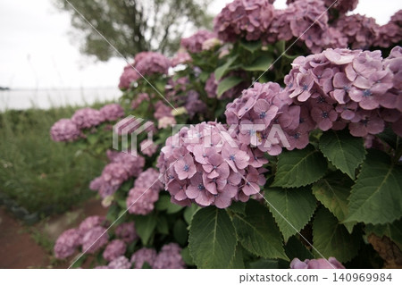 Tottori: A Stroll Through the Seasons - Aoshima - Summer Tottori: A Stroll Through the Seasons - Aoshima - Summer 140969984