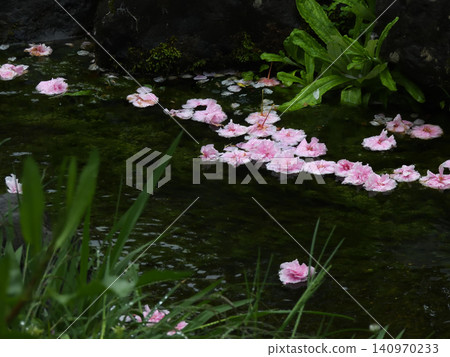 Cherry blossoms (flower rafts) along the Izumi Stream in Kyoto Imperial Garden Cherry blossoms (flower rafts) along the Izumi Stream in Kyoto Imperial Garden 140970233