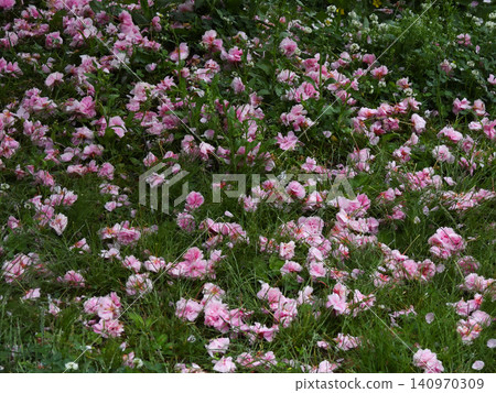 Kyoto Imperial Garden: Scattered petals of mountain cherry blossoms (double-flowered cherry blossoms) Kyoto Imperial Garden: Scattered petals of mountain cherry blossoms (double-flowered cherry blossoms) 140970309