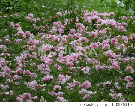 Kyoto Imperial Garden: Scattered petals of mountain cherry blossoms (double-flowered cherry blossoms) 140970310