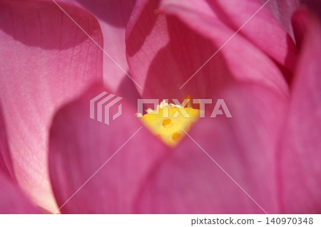 Tottori Four Seasons Walk Summer Kano Lotus 140970348
