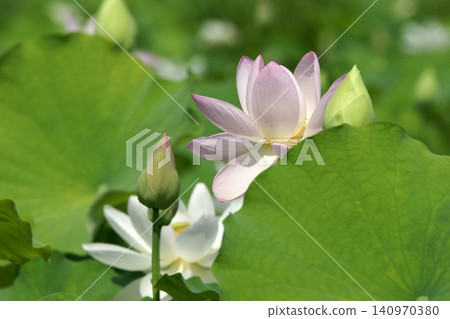 Tottori Four Seasons Walk Summer Kano Lotus Tottori Four Seasons Walk Summer Kano Lotus 140970380