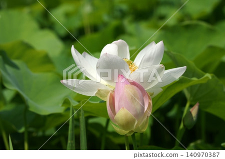Tottori Four Seasons Walk Summer Kano Lotus Tottori Four Seasons Walk Summer Kano Lotus 140970387