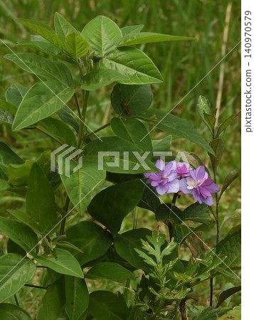 Chikuin Hydrangea Garden Chikuin Hydrangea Garden 140970579
