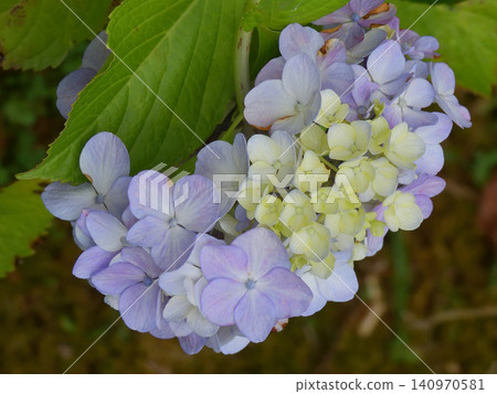 Chikuin Hydrangea Garden Chikuin Hydrangea Garden 140970581