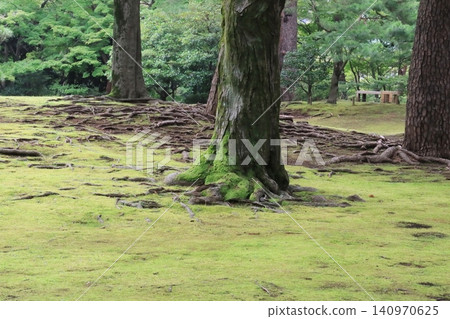 公園的樹木 公園的樹木 140970625