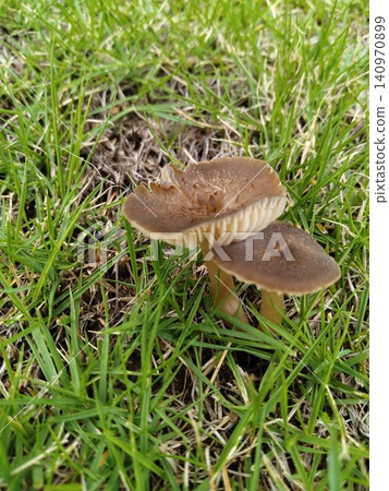 Mushrooms growing from the grass Mushrooms growing from the grass 140970899