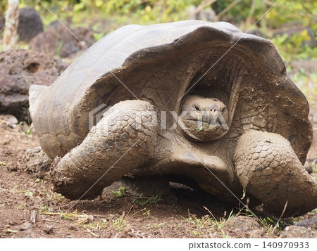 A wild Galapagos tortoise covered in mud (Ecuador) A wild Galapagos tortoise covered in mud (Ecuador) 140970933