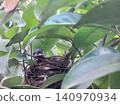 Red-Vented Bulbul Chick in Nest Among Green Branch. 140970934