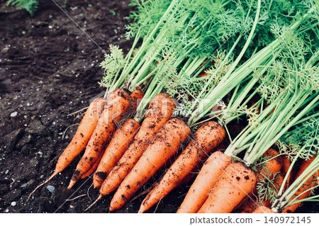 Harvested carrots Harvested carrots 140972145