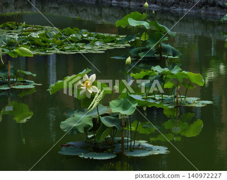 Shōkokuji Temple, the lotus flowers in the Hōjō Pond Shōkokuji Temple, the lotus flowers in the Hōjō Pond 140972227
