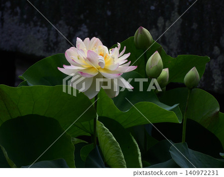祥國寺,北條池中的蓮花 祥國寺,北條池中的蓮花 140972231