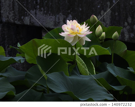 祥國寺,北條池中的蓮花 祥國寺,北條池中的蓮花 140972232