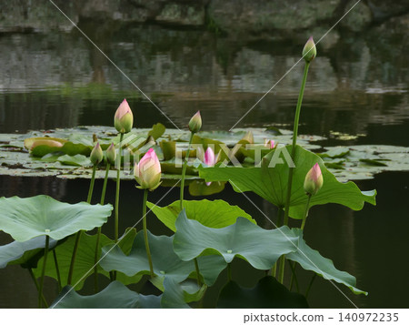 祥國寺，北條池中的蓮花 140972235