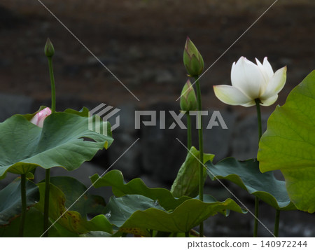 Shōkokuji Temple, the lotus flowers in the Hōjō Pond 140972244