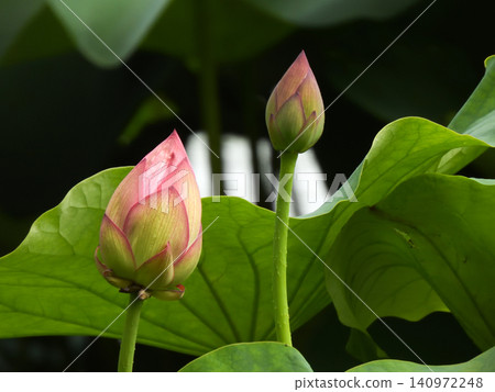 祥國寺,北條池中的蓮花 祥國寺,北條池中的蓮花 140972248