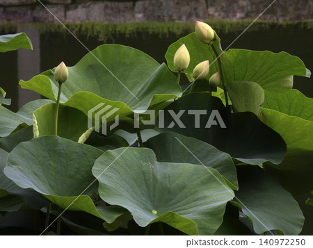 祥國寺,北條池中的蓮花 祥國寺,北條池中的蓮花 140972250