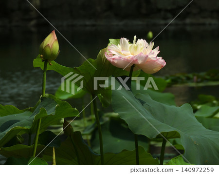 祥國寺,北條池中的蓮花 祥國寺,北條池中的蓮花 140972259