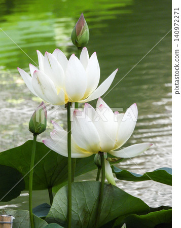 Shōkokuji Temple, the lotus flowers in the Hōjō Pond Shōkokuji Temple, the lotus flowers in the Hōjō Pond 140972271