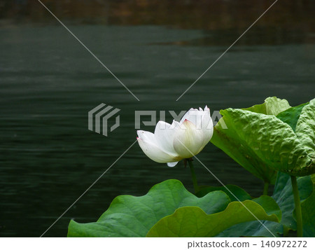 祥國寺,北條池中的蓮花 祥國寺,北條池中的蓮花 140972272
