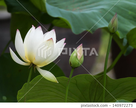 Shōkokuji Temple, the lotus flowers in the Hōjō Pond Shōkokuji Temple, the lotus flowers in the Hōjō Pond 140972273