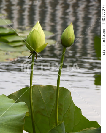 Shōkokuji Temple, the lotus flowers in the Hōjō Pond Shōkokuji Temple, the lotus flowers in the Hōjō Pond 140972275