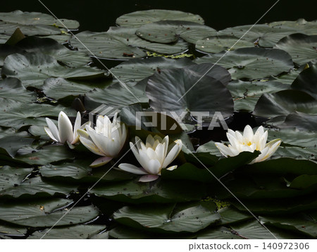 Water lilies in the Hojo Pond at Shokokuji Temple 140972306