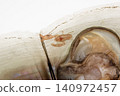 Pen shells and the clownfish that live in them 140972457