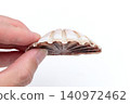 Characteristics of the Japanese scallop (Pecten scallop) 140972462