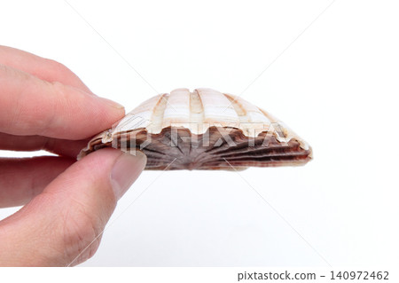 Characteristics of the Japanese scallop (Pecten scallop) Characteristics of the Japanese scallop (Pecten scallop) 140972462