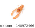 Male *Pericaria japonica* (a type of shrimp that lives in shells such as *Pen Shells* and *Scallops*) 140972466