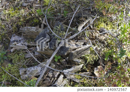 Rotting Stump Fragments and Crossed Twigs on Mossy Ground Rotting Stump Fragments and Crossed Twigs on Mossy Ground 140972567