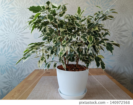 Variegated Ficus Benjamina Houseplant in White Pot on Wooden Table Variegated Ficus Benjamina Houseplant in White Pot on Wooden Table 140972568