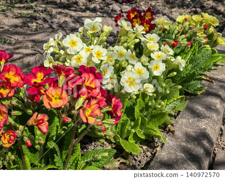 Colorful Primula Vulgaris Spring Flowers Garden Border Bloom Colorful Primula Vulgaris Spring Flowers Garden Border Bloom 140972570