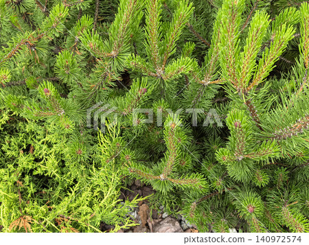 Green pine tree branches with needles and small cones closeup nature background 140972574