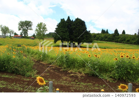 Yamamotoyama Sawayama Pocket Park Sunflower Field Yamamotoyama Sawayama Pocket Park Sunflower Field 140972593