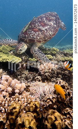 A green sea turtle (Chelonia mydas) with a live sharksucker (Echeneis naucrates) attached to its shell foraging in the bustling coral reef in the renowed diving destination of Dauin, Philippines A green sea turtle (Chelonia mydas) with a live sharksucker (Echeneis naucrates) attached to its shell foraging in the bustling coral reef in the renowed diving destination of Dauin, Philippines 140972673