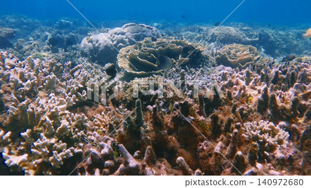 Expansive coral reef teeming with diverse coral species under clear water showcasing the natural textures. Dauin, Philippines Expansive coral reef teeming with diverse coral species under clear water showcasing the natural textures. Dauin, Philippines 140972680