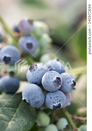 Blueberry fruit Blueberry fruit 140972694