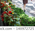 Red flowers adorn the sidewalk in the afternoon sunlight filtering through the trees. 140972725
