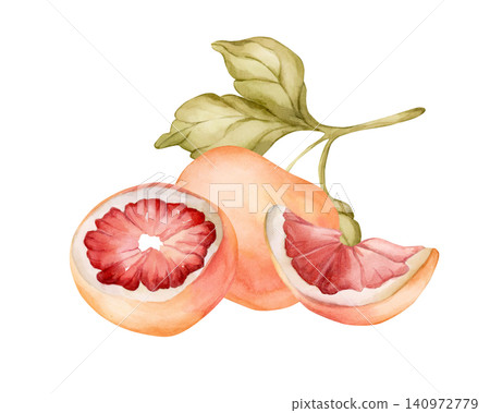 Grapefruit summer citrus fruits. Watercolor hand drawn floral food illustration isolated on white background for home kitchen textile fresh fabric print card cosmetic package porcelain crockery label Grapefruit summer citrus fruits. Watercolor hand drawn floral food illustration isolated on white background for home kitchen textile fresh fabric print card cosmetic package porcelain crockery label 140972779