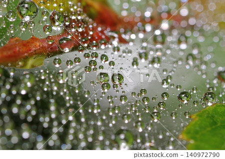 Rainy season, raindrops on a spiderweb Rainy season, raindrops on a spiderweb 140972790