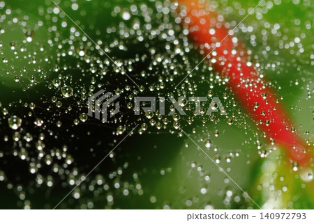雨季,雨滴落在蜘蛛網上 雨季,雨滴落在蜘蛛網上 140972793