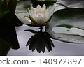Water lily flower floating on the surface of the water 140972897