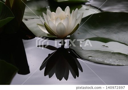 浮在水面上的睡蓮花 浮在水面上的睡蓮花 140972897