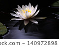 Water lilies floating on the water 140972898