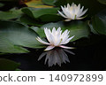 Water lily flower floating on the surface of the water 140972899