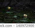 White water lily 140972900