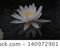 White water lily 140972901