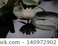 White water lily 140972902